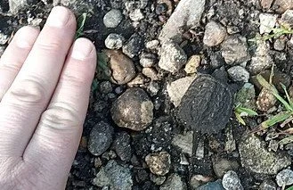 Snapping Turtle Indiana Snapping Turtles: King Of The Pond — Fox Run Environmental Education Center