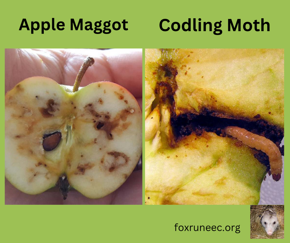 apple maggot vs codling moth