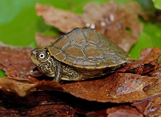 Wisconsin Turtles — Fox Run Environmental Education Center