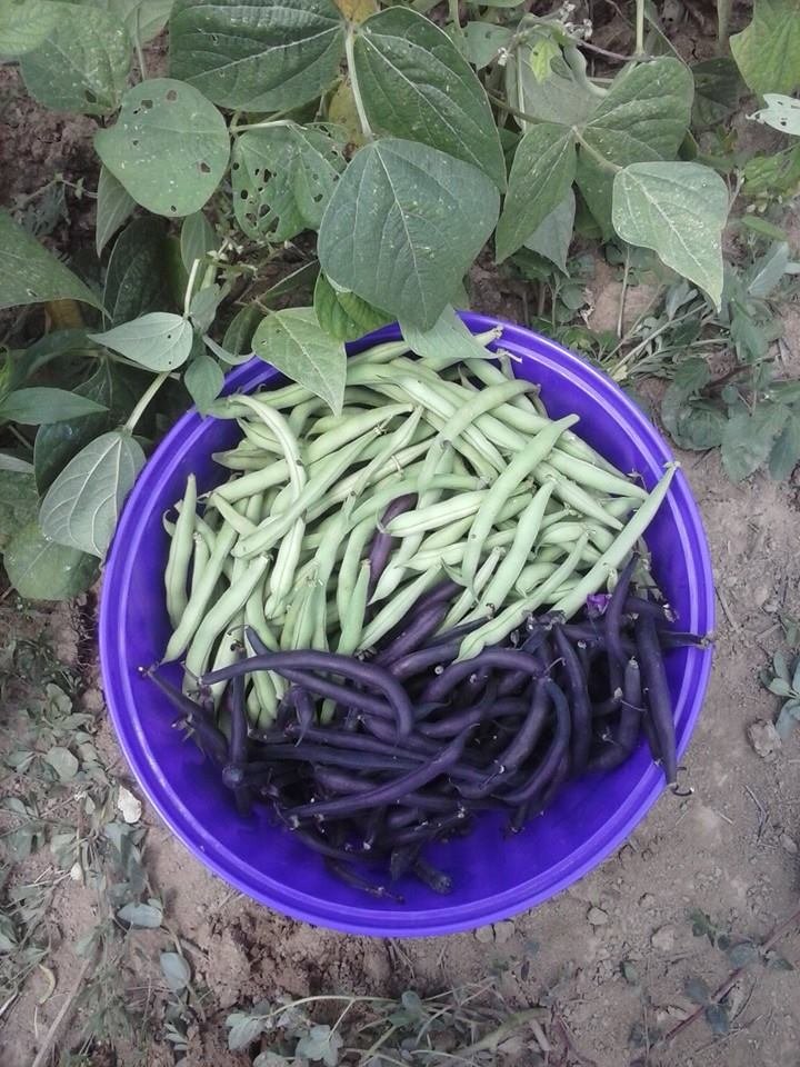 green beans from my garden