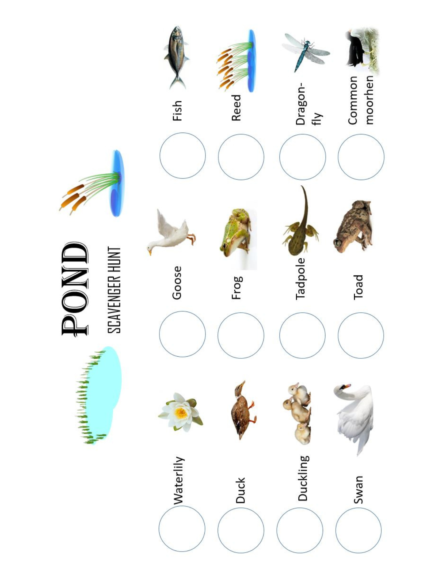 pond scavenger 8 x 11.png