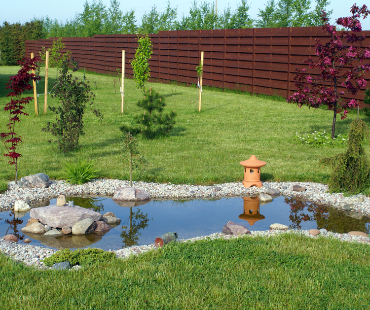 Image showcasing Frogscaping: Create a Frog Friendly Backyard Habitat — Fox Run ...