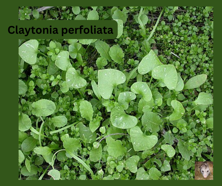 Miners lettuce
