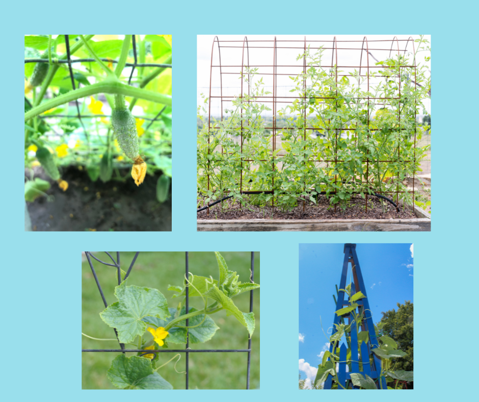 Growing Cucumbers in Zone 6B — Fox Run Environmental Education Center