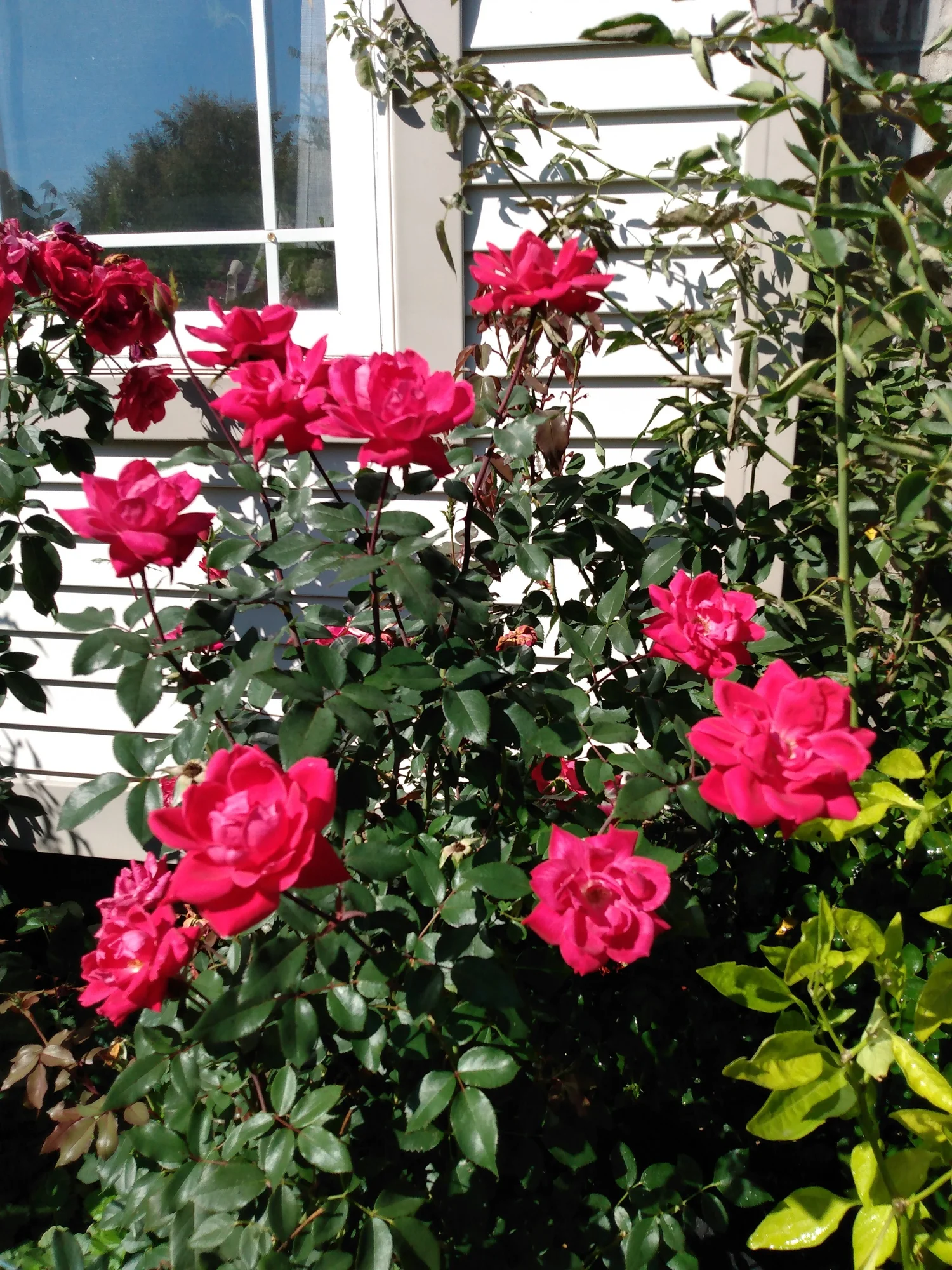 Organic Roses Vs Roses Organic Roses 101: Your Complete Guide to Beautiful, Eco-Friendly ...