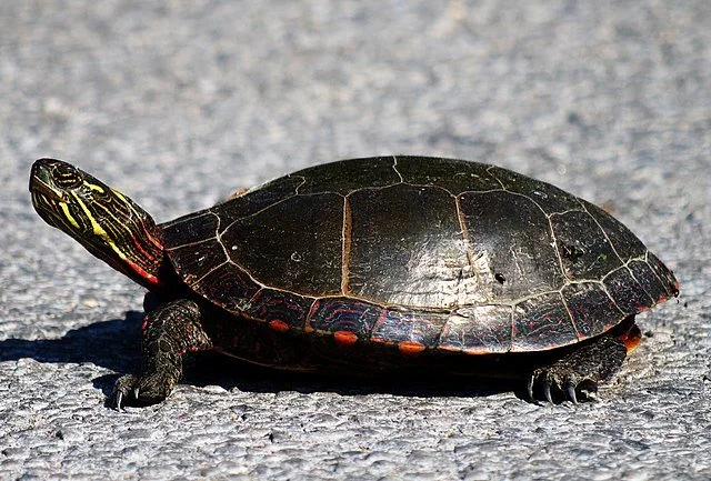 Wisconsin Turtles — Fox Run Environmental Education Center