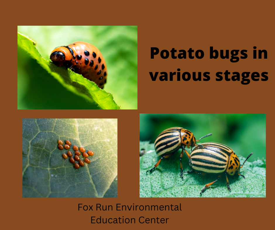 Growing Potatos in Zone 6B — Fox Run Environmental Education Center