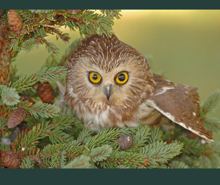 Northern saw-whet owl