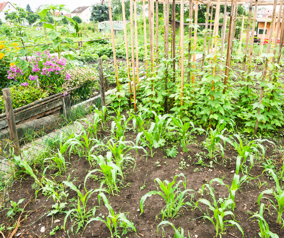 Growing The Best Corn In Zone 6B Fox Run Environmental Education Center