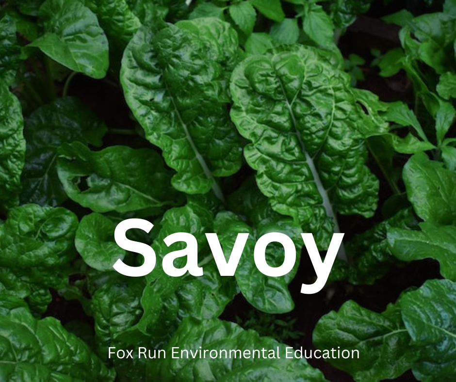 Growing Spinach in Zone 6B — Fox Run Environmental Education Center