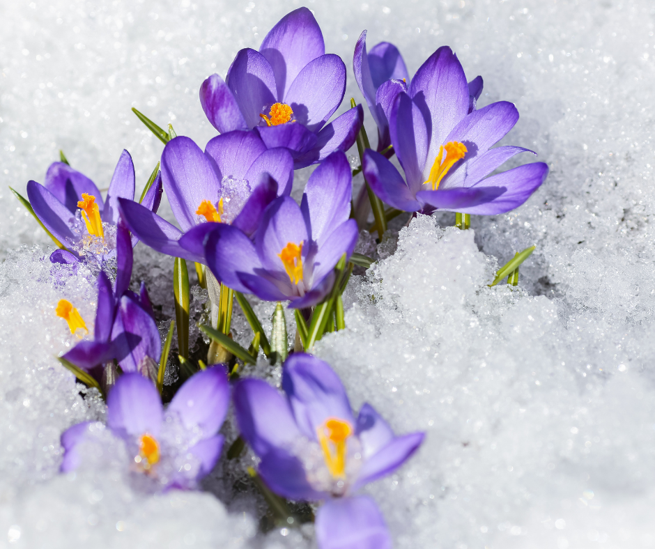 crocus flowers in snow