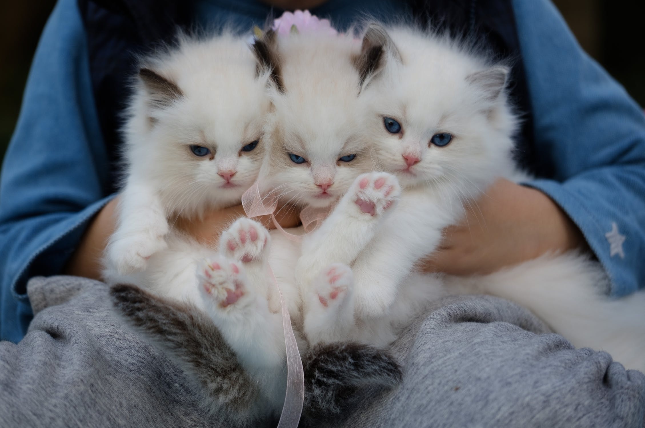 Carpet Cleaning Safe for Pets