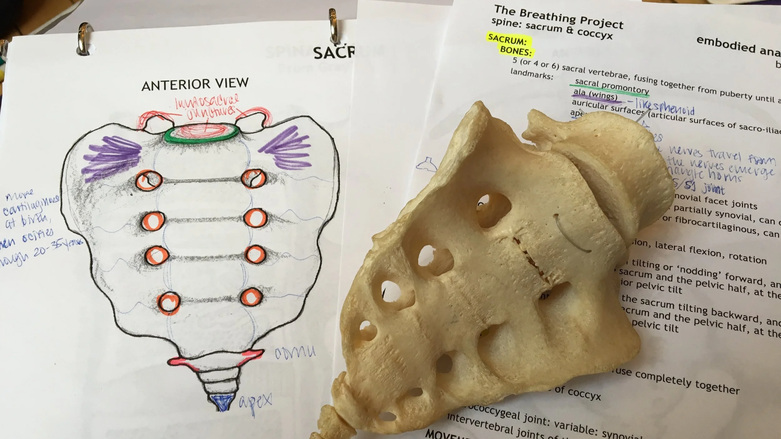 An anatomical diagram of the sacrum and coccyx with handwritten notes on lesson documents from The Breathing Project. A 3D model of a sacrum bone, and more printed notes.