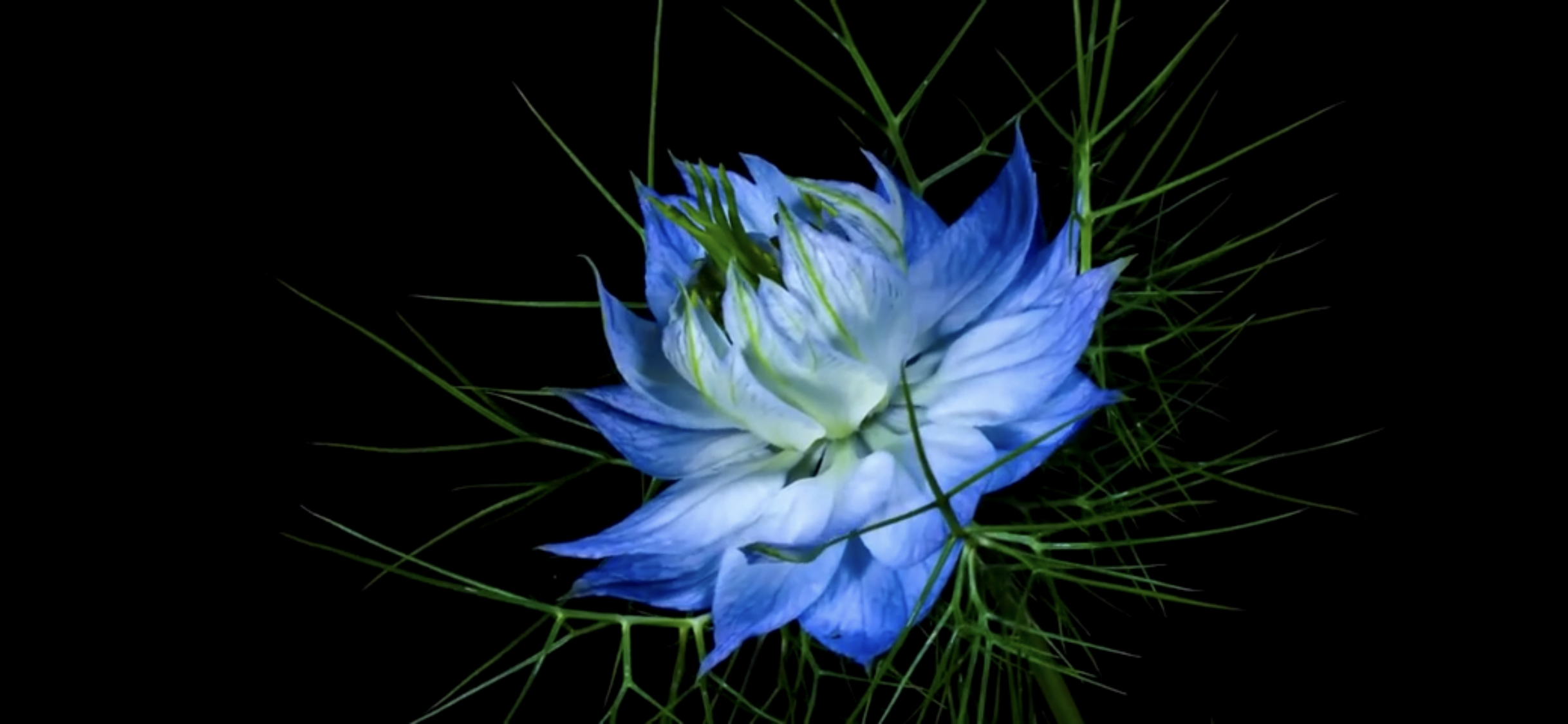 IMG_4154.PNG