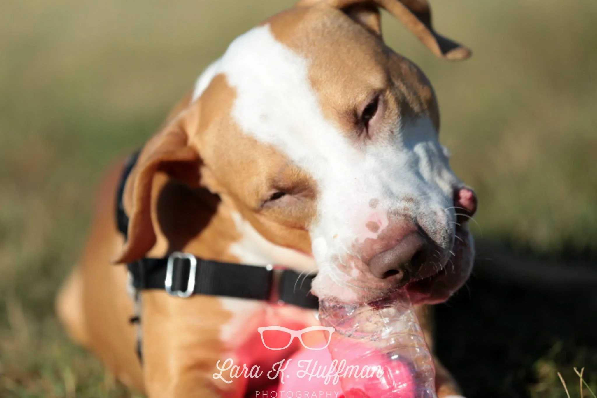 All images copyright 2015 Lara Huffman Photography. 