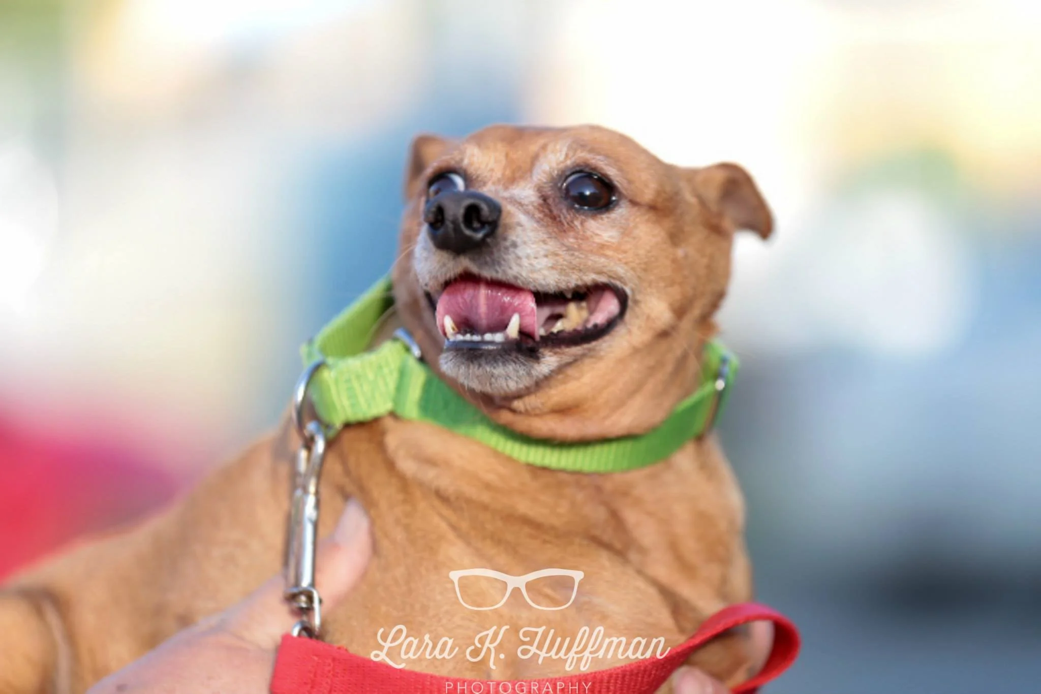 All images copyright 2015 Lara K. Huffman Photography. 