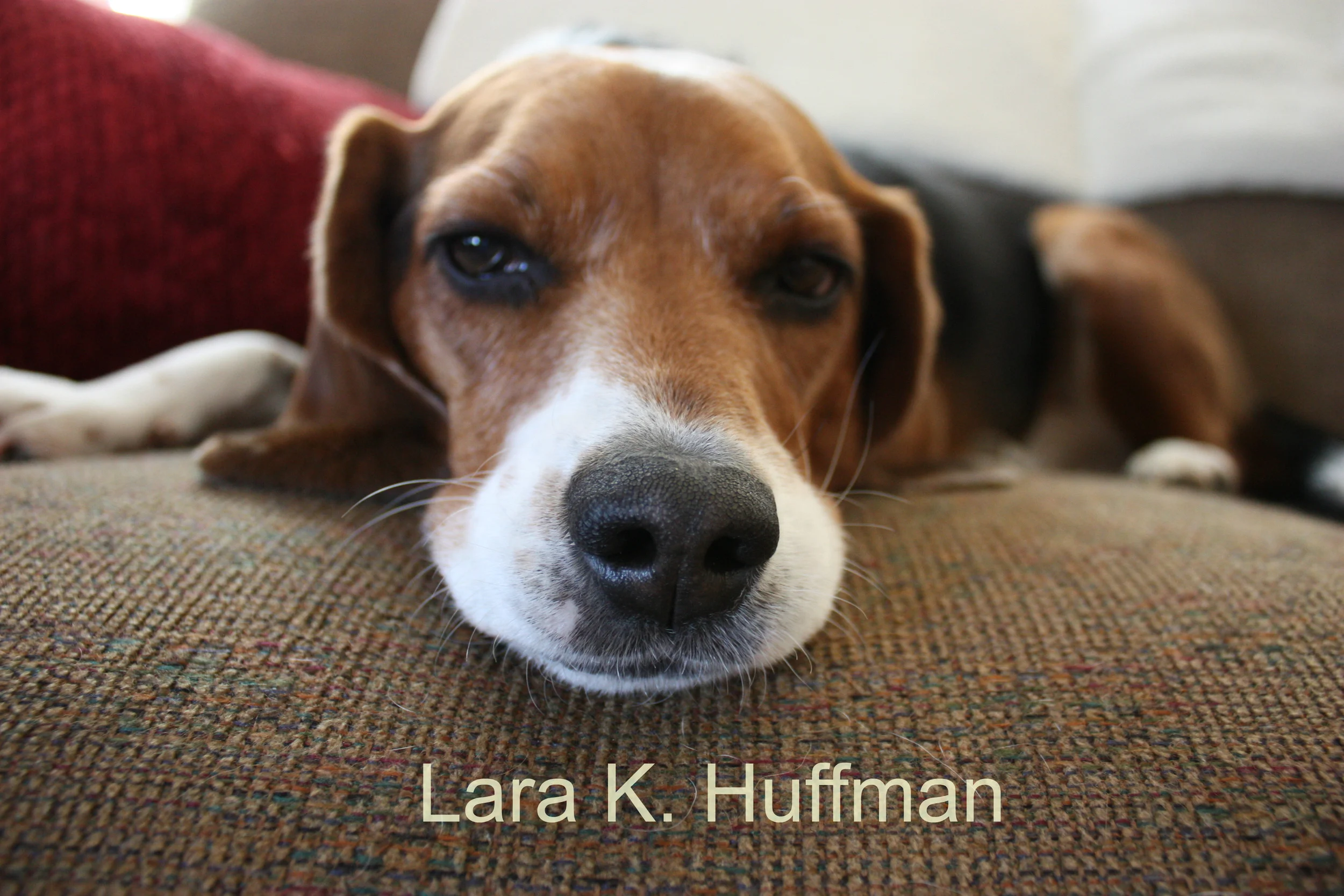 Beagle.jpg