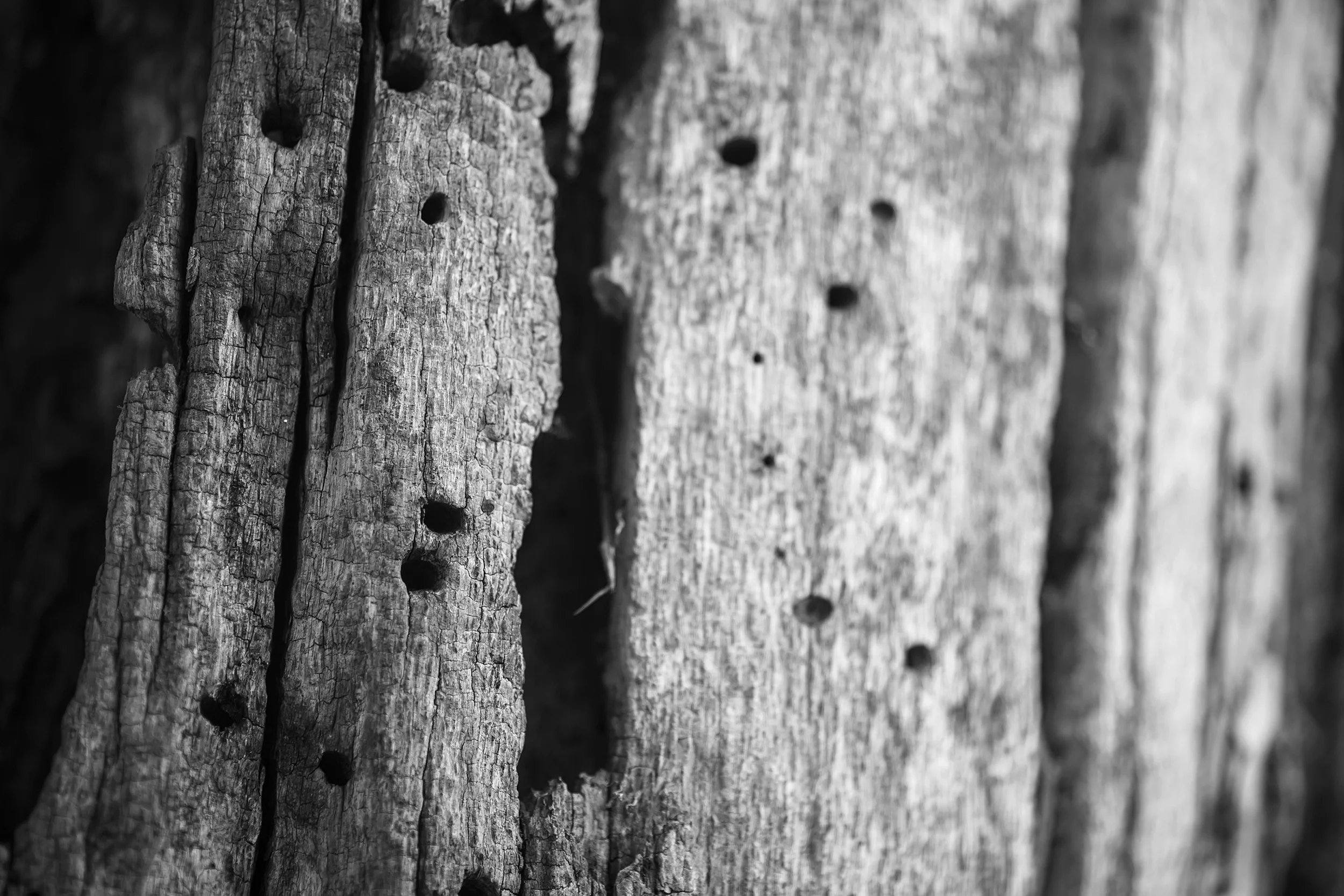 Bark III