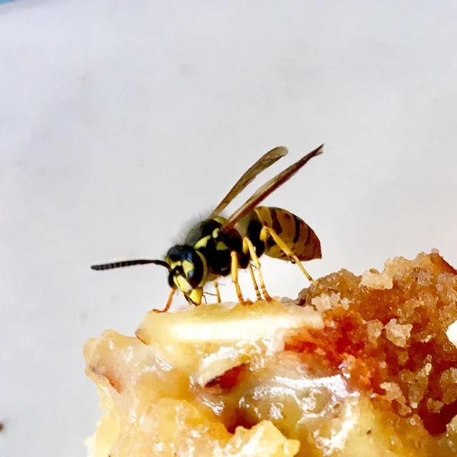 breakfast with my bee