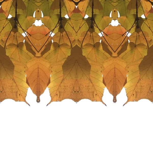 Leaf Series 2472-5.jpg