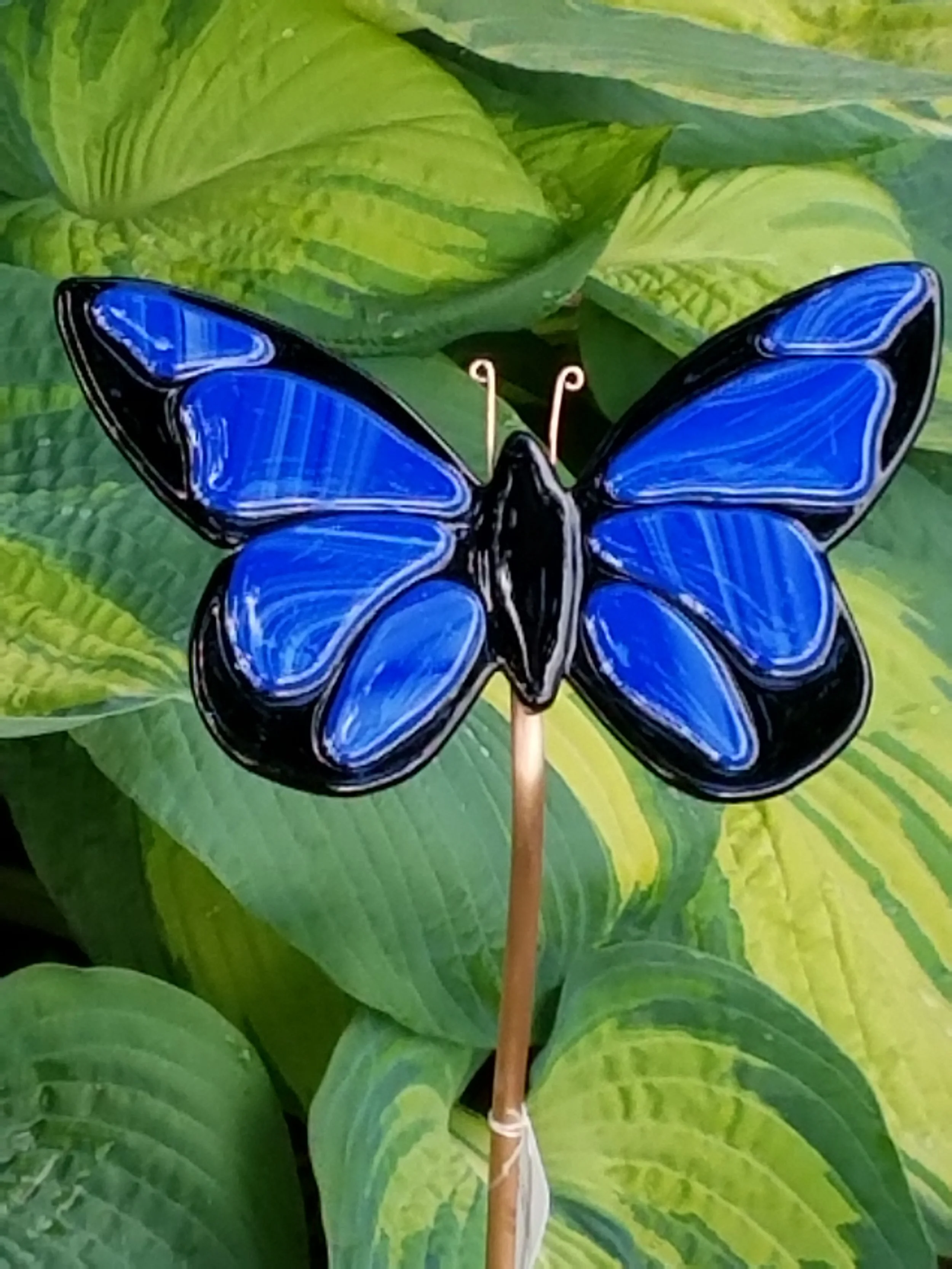 James Brown Outdoor_bug_5_KFG_40.jpg