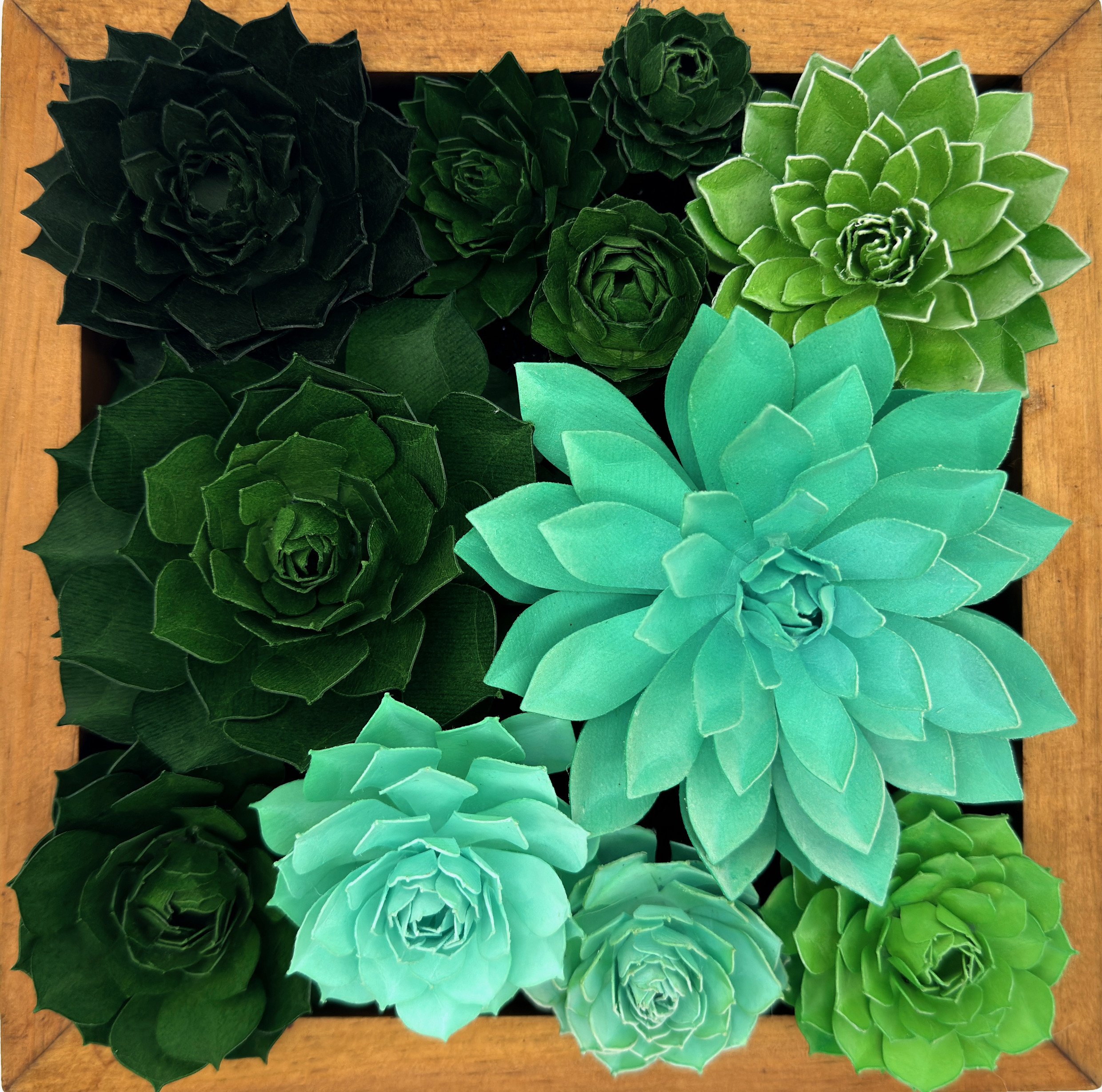 succulent garden.jpg