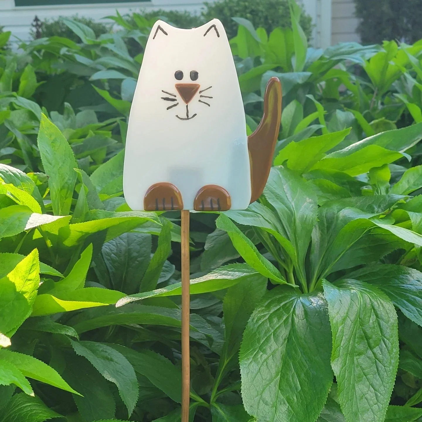 Cat.jpg