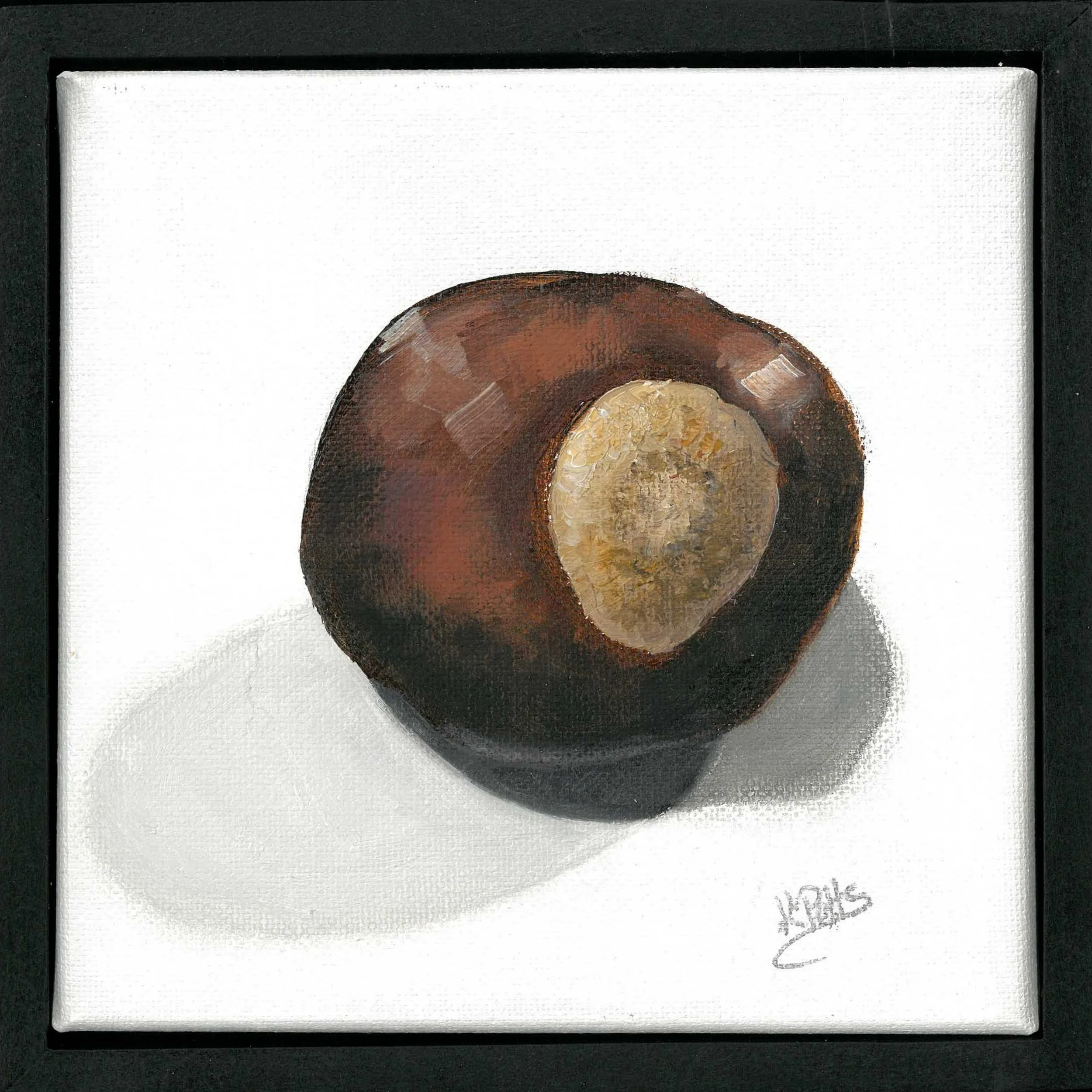 Buckeye #2