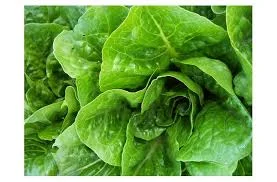 The Truth About Lettuce