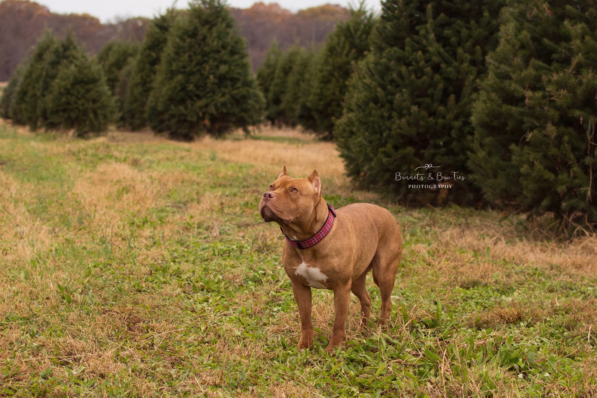 pet photographer in york pa.jpg