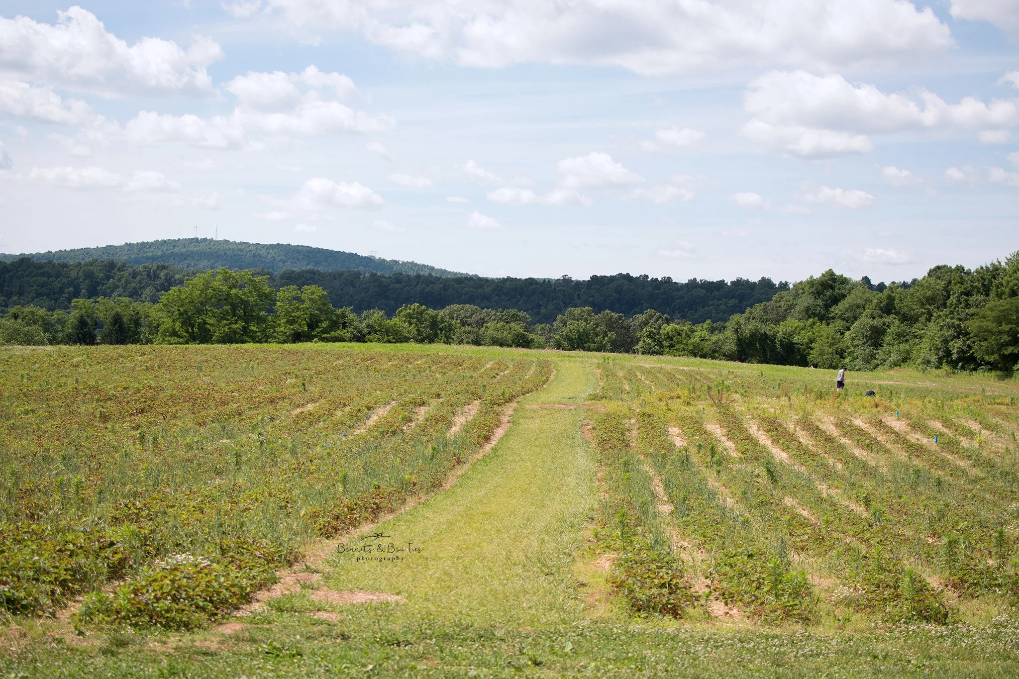 field of strawberries at barefoot farm.jpg