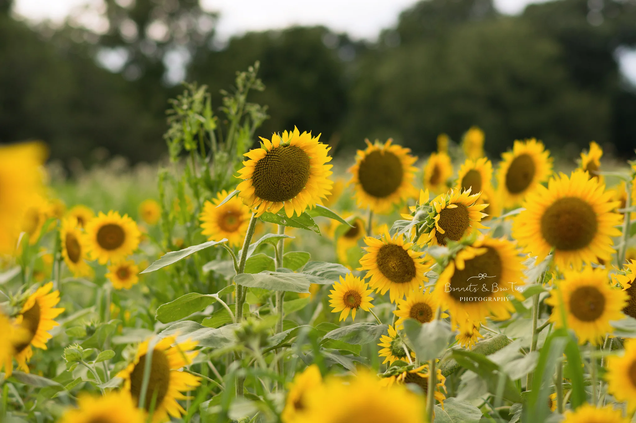 grey apple market sunflower field.jpg