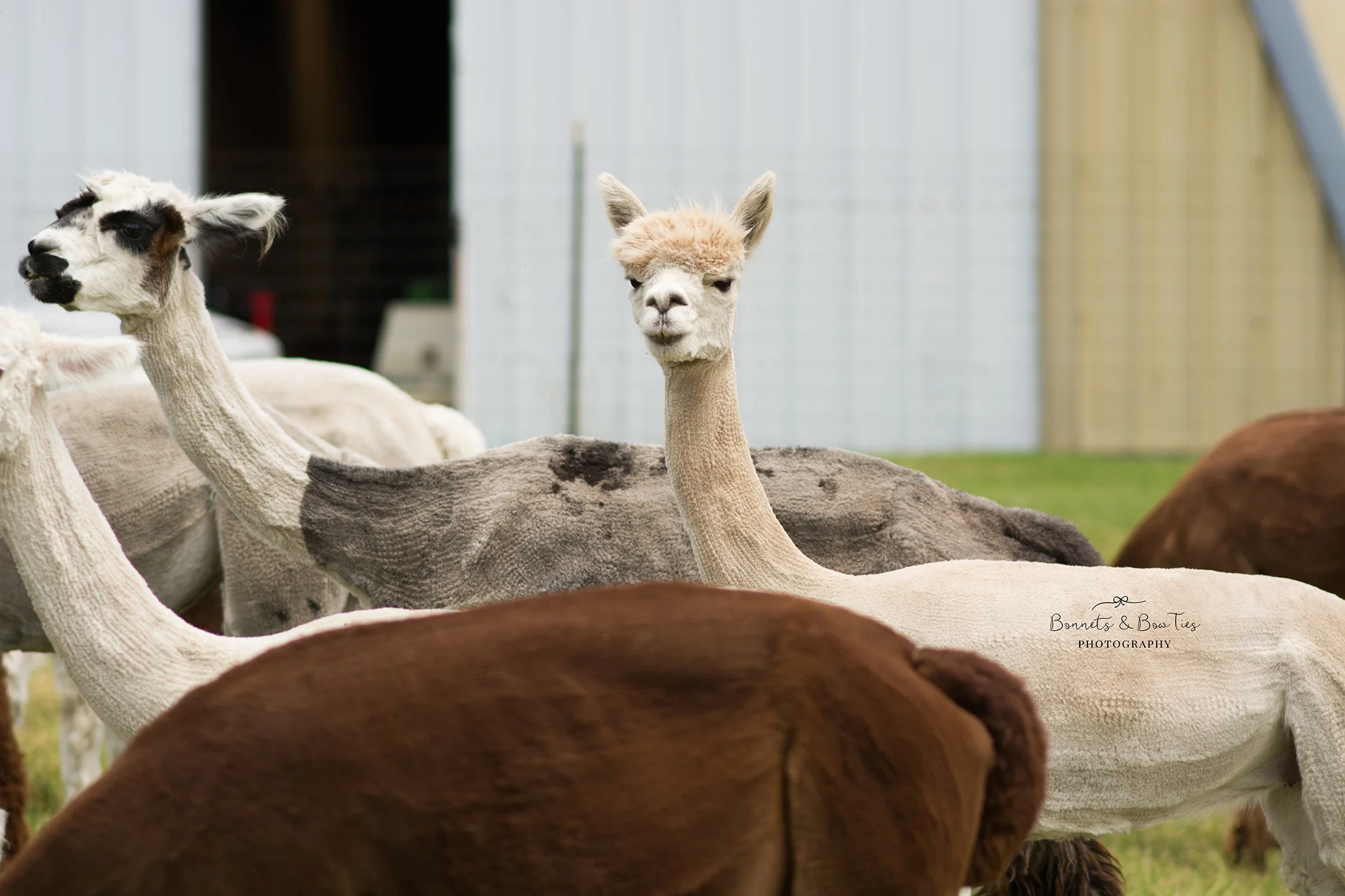 white alpaca.jpg