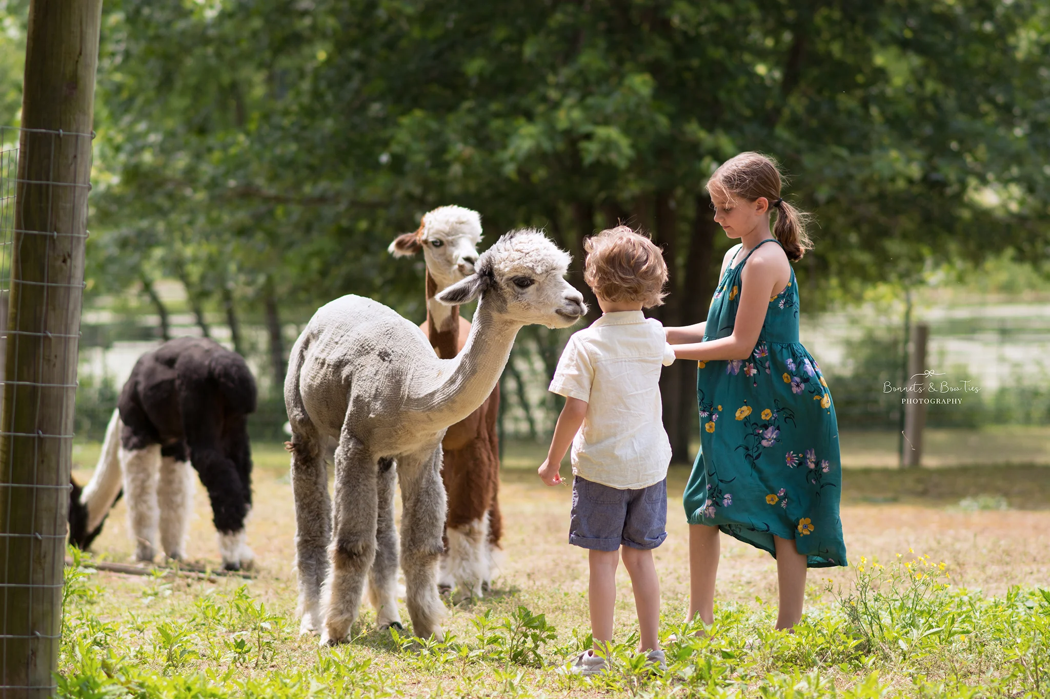 alpaca farm in mount wolf pa.jpg