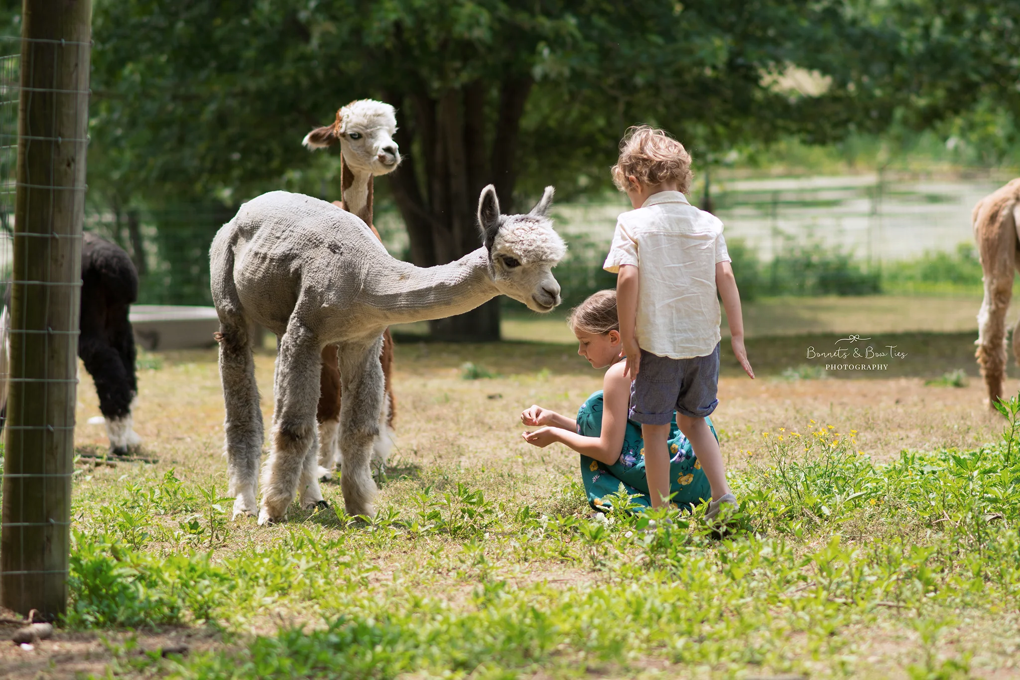 children feeding alpacas.jpg