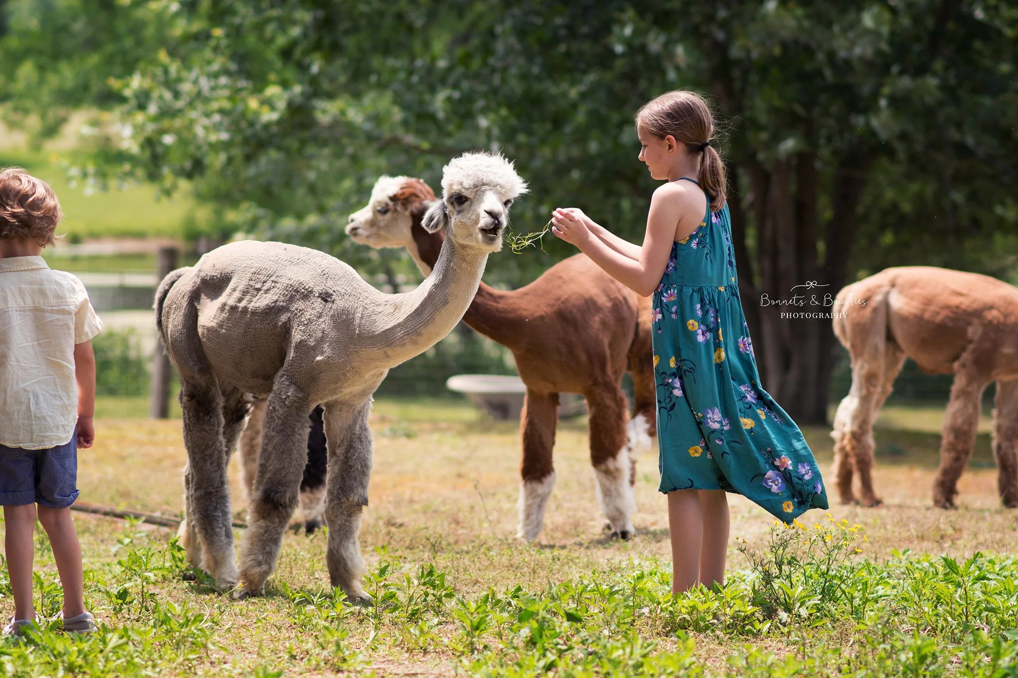 photos of an alpaca farm.jpg