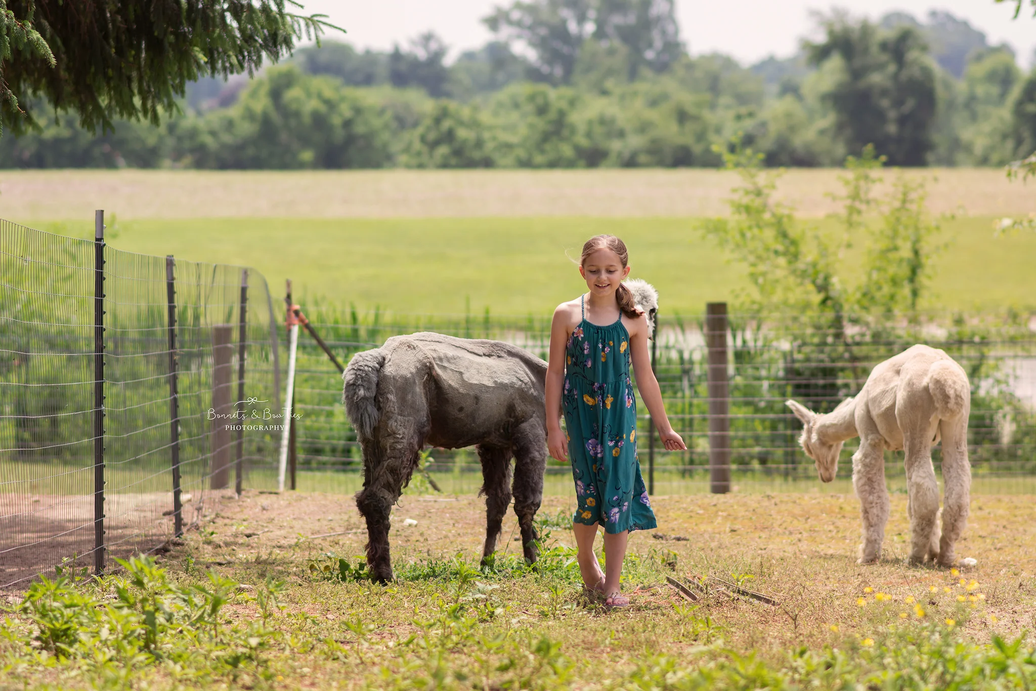 Alpacas of york.jpg