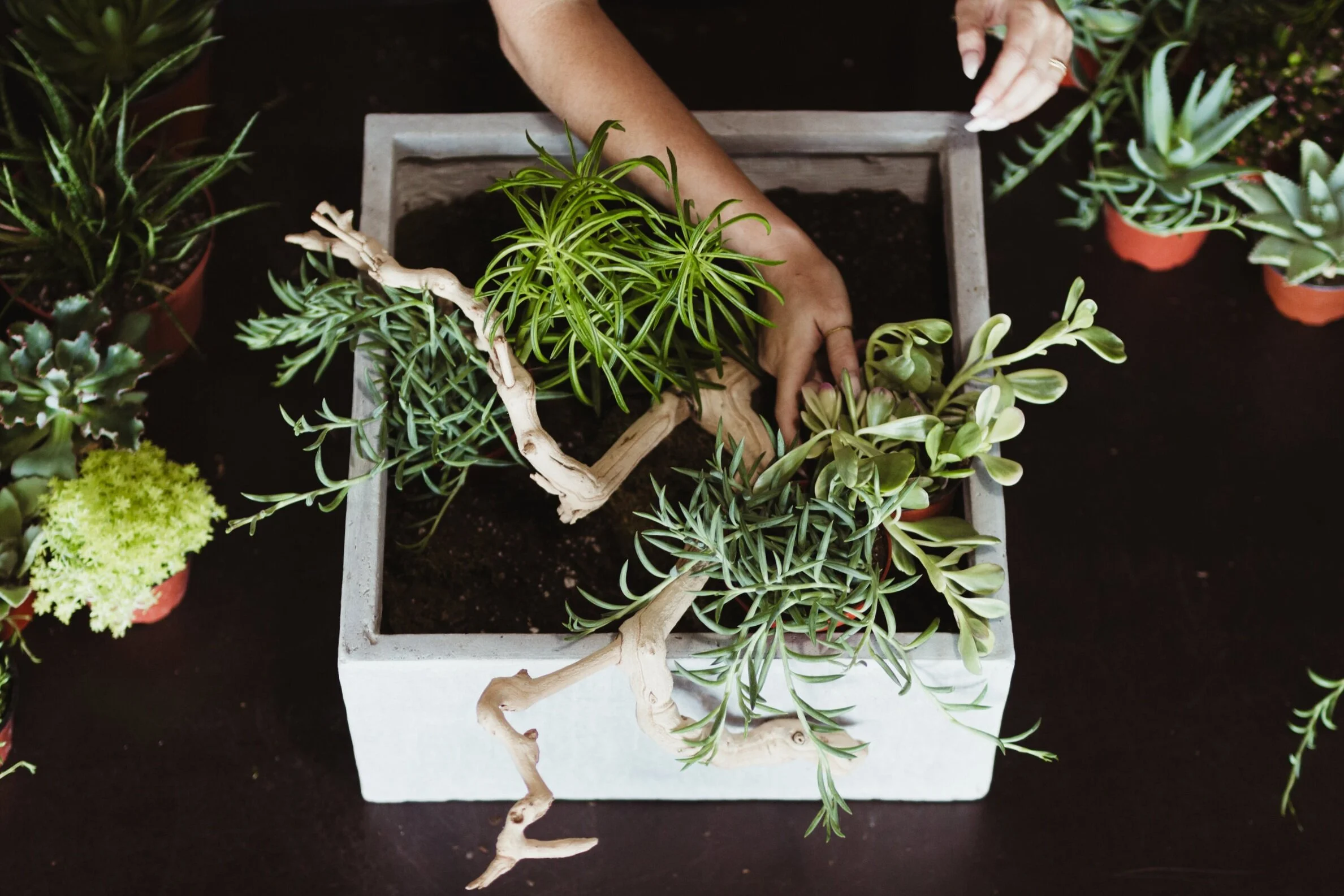bts_succulentarrangement_planting17.jpg