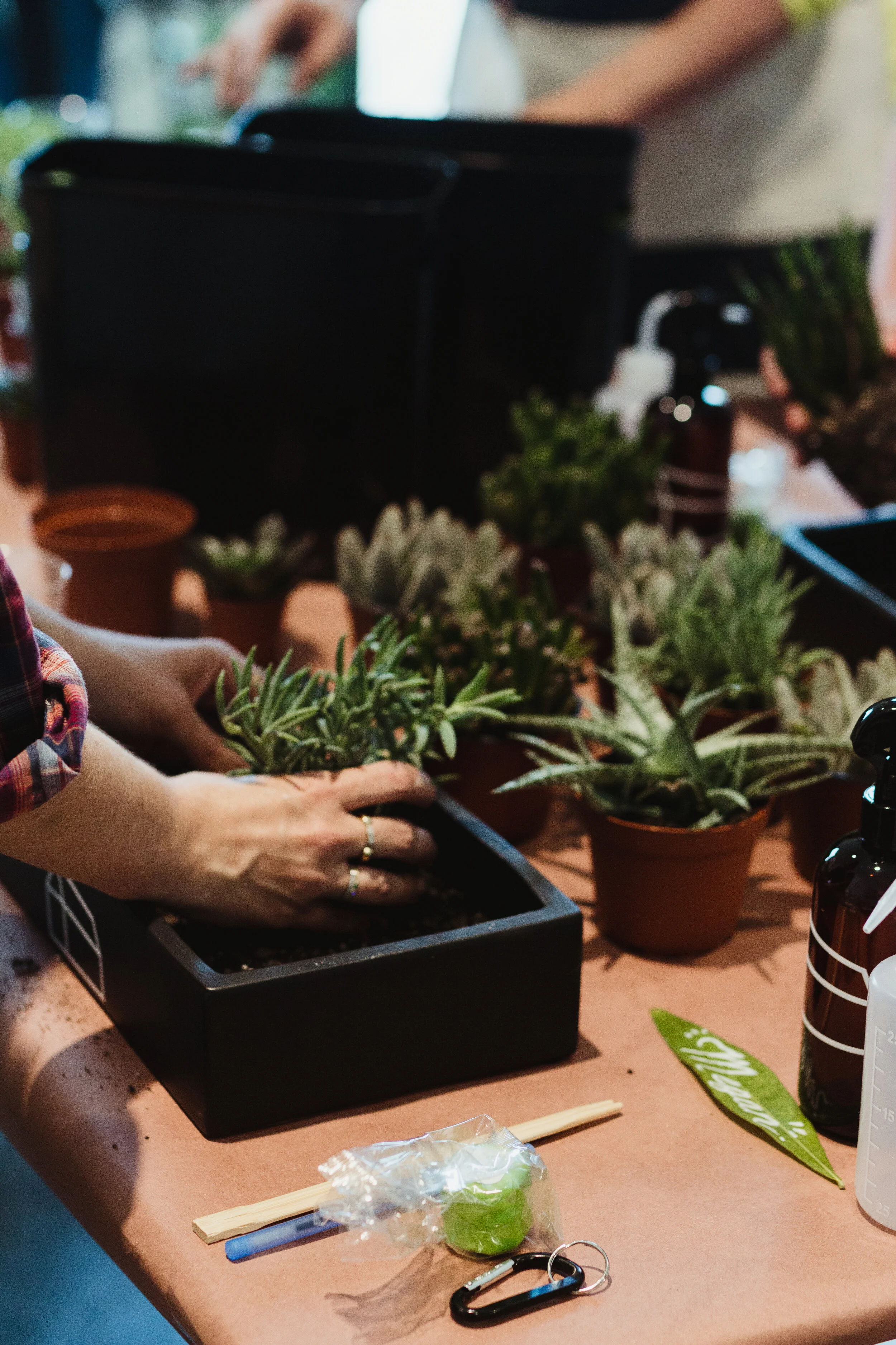 gifted_class_workshop_succulent70.jpg