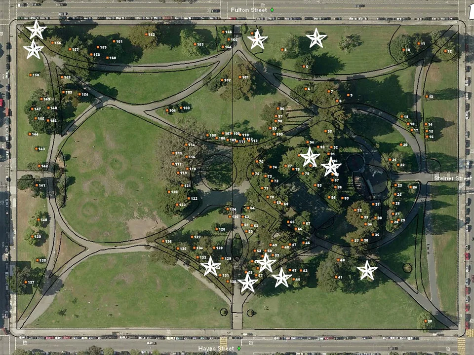 Roughly A Dozen Trees Are Slated For Removal From Alamo Square