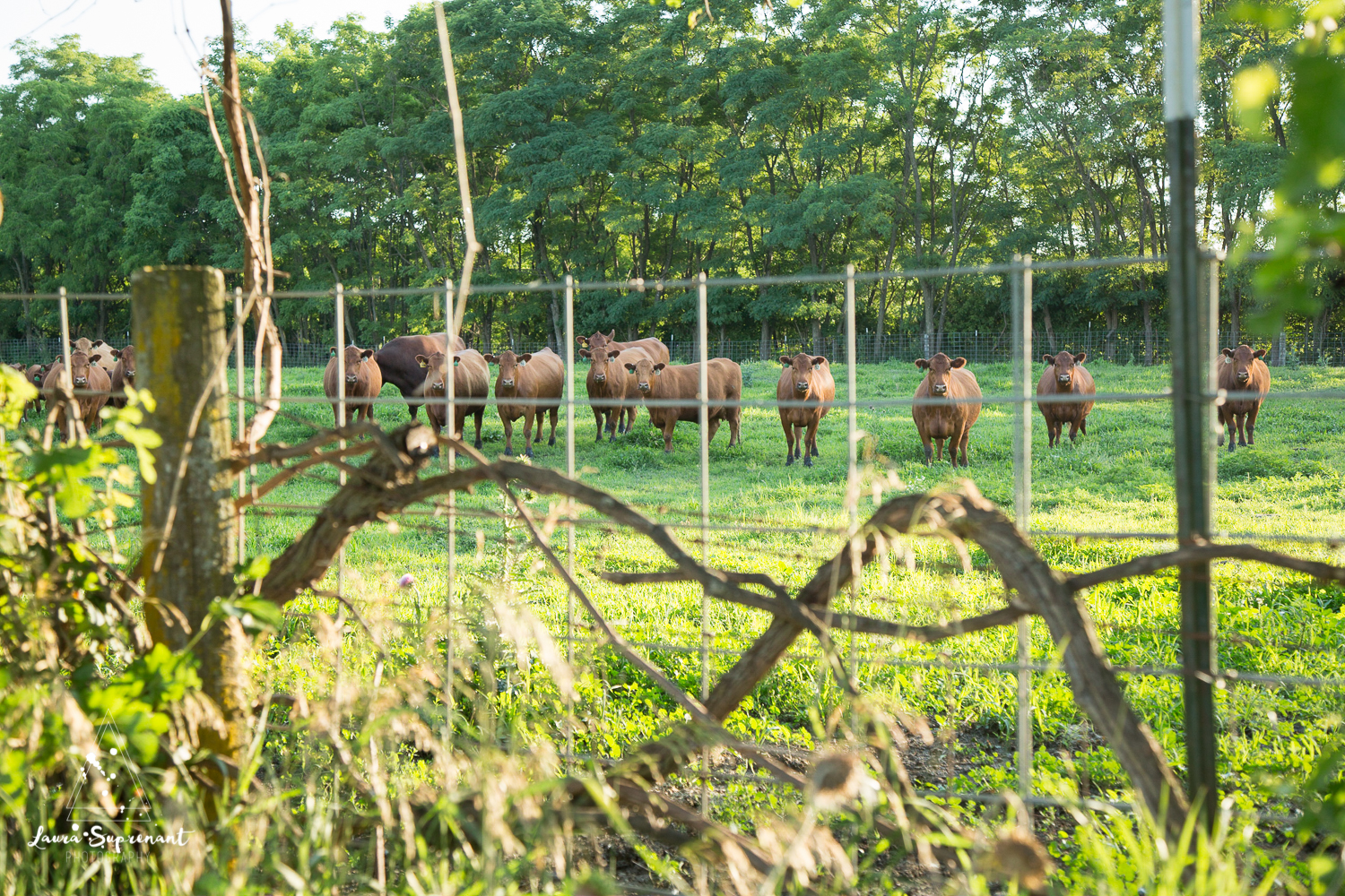 Hancock County Country Illinois Nature Outdoor Sunset Cow Cattle Cows Cat Sunflare Photography-5757.jpg