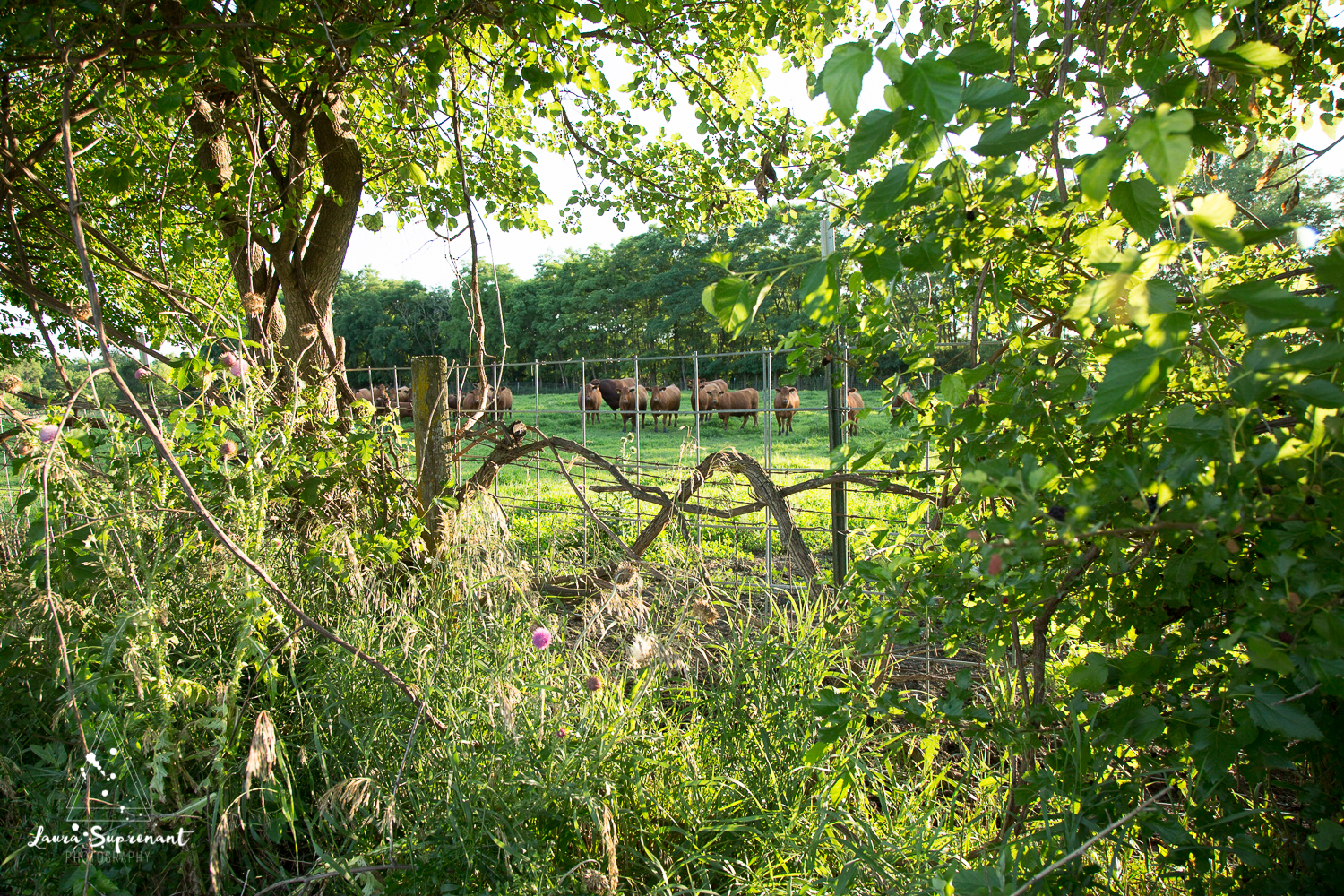 Hancock County Country Illinois Nature Outdoor Sunset Cow Cattle Cows Cat Sunflare Photography-5758.jpg