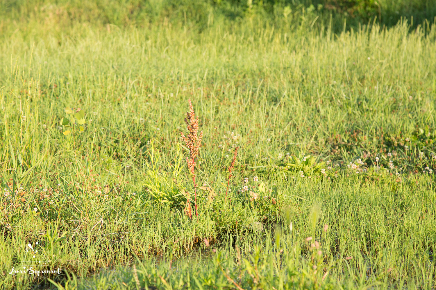 Hancock County Country Illinois Nature Outdoor Sunset Cow Cattle Cows Cat Sunflare Photography-5800.jpg