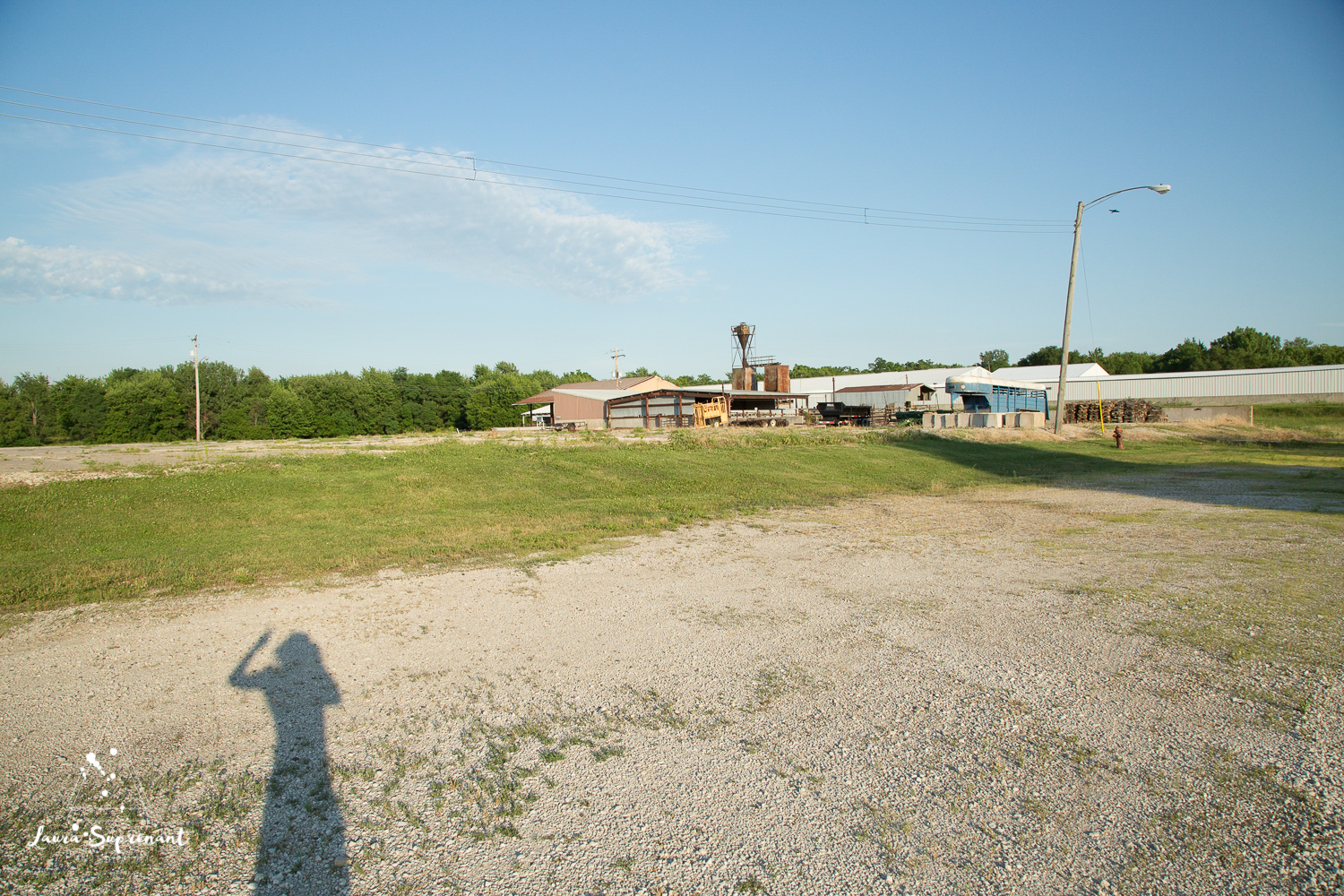 Hancock County Country Illinois Nature Outdoor Sunset Cow Cattle Cows Cat Sunflare Photography-5767.jpg