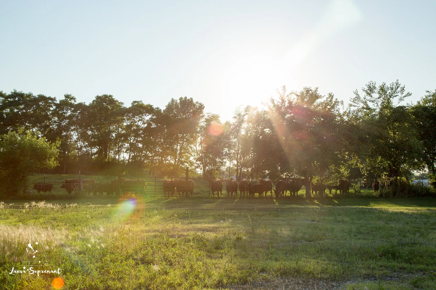 Hancock County Country Illinois Nature Outdoor Sunset Cow Cattle Cows Cat Sunflare Photography-5787.jpg
