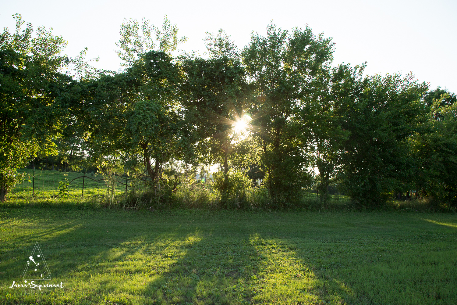 Hancock County Country Illinois Nature Outdoor Sunset Cow Cattle Cows Cat Sunflare Photography-5832.jpg