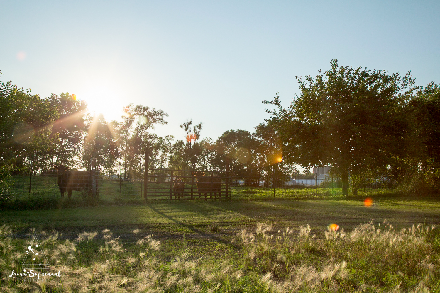 Hancock County Country Illinois Nature Outdoor Sunset Cow Cattle Cows Cat Sunflare Photography-5809.jpg