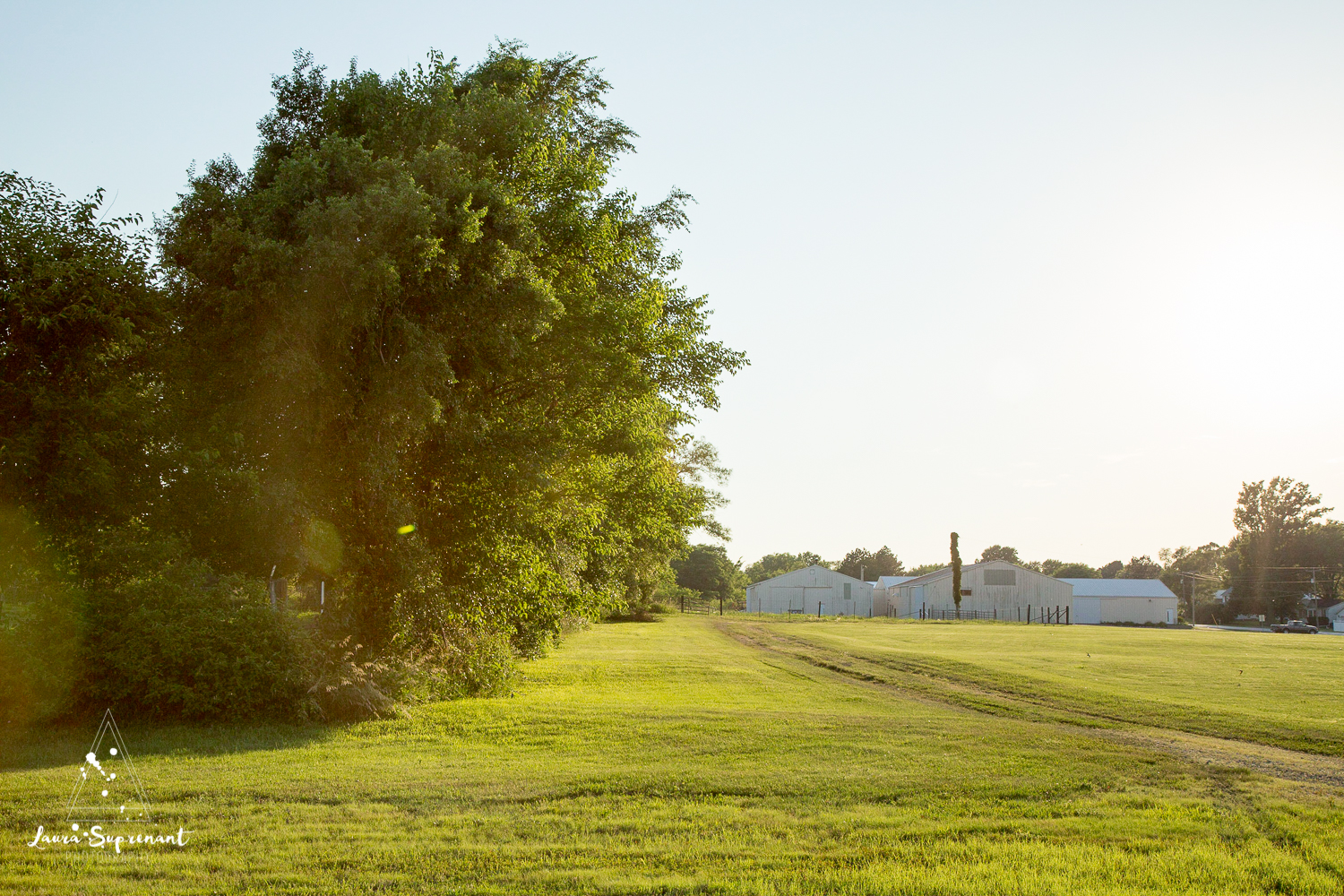 Hancock County Country Illinois Nature Outdoor Sunset Cow Cattle Cows Cat Sunflare Photography-5836.jpg