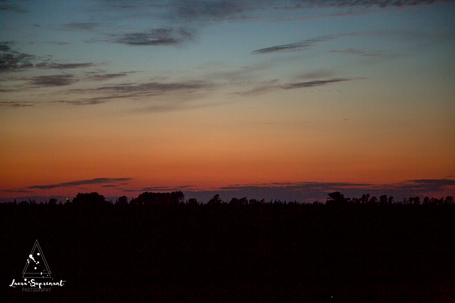 Hancock County Country Illinois Nature Outdoor Sunset Cow Cattle Cows Cat Sunflare Photography-5864.jpg