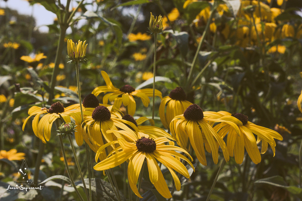 chicago_summer_flowers-15.jpg